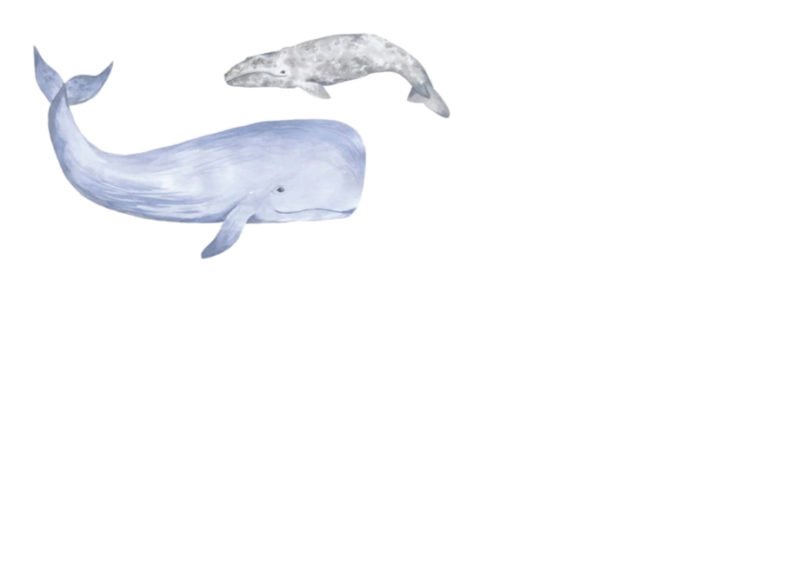 Large-and-small-whale-only